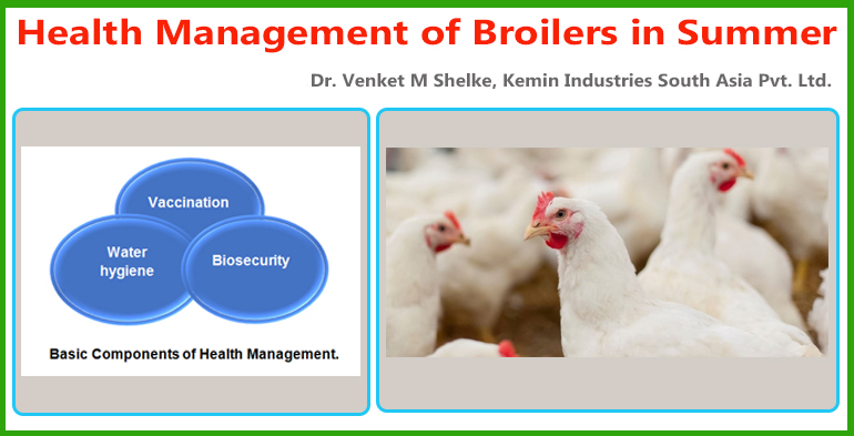 welcome to agrilife24 health management of broilers in summer
