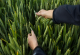 Bayer submits registration applications for novel herbicide in four major markets