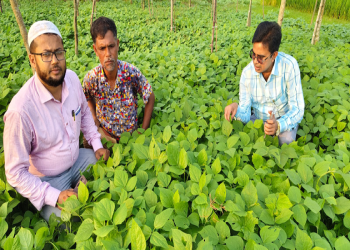 রাজশাহীর পবায় মাসকলাইয়ের বাম্পার ফলনের সম্ভাবনা
