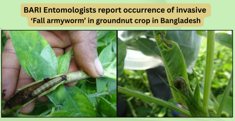 BARI Entomologists report occurrence of invasive ‘Fall armyworm’ in groundnut crop in Bangladesh